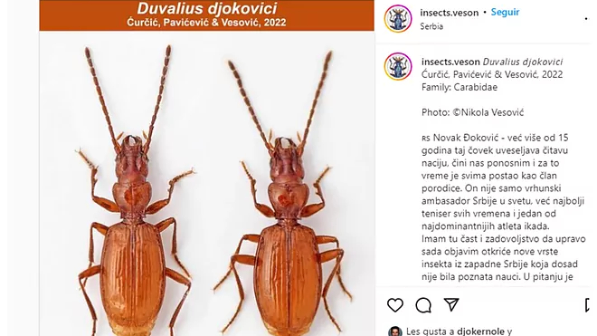 Este es Novak Djokovic, el insecto | MARCA Claro Colombia